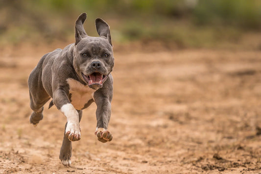 5 Myths about Pitbulls: Debunked