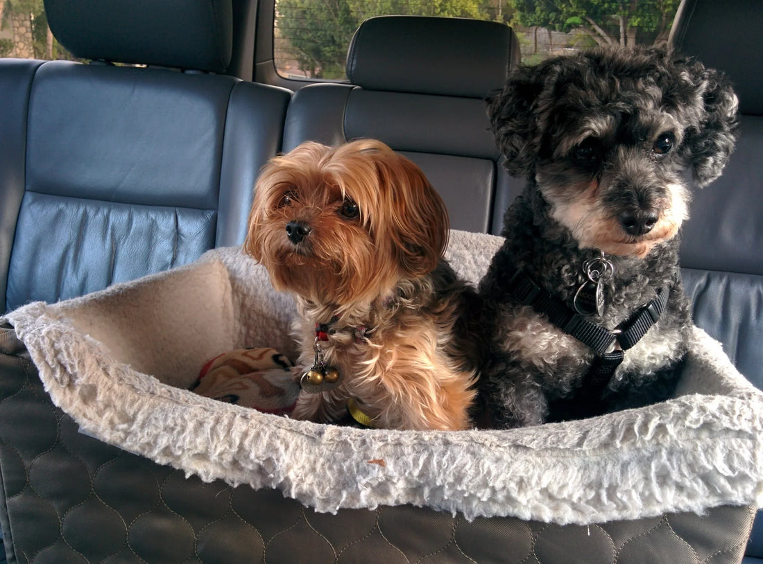 How to travel safely in the car with your dog