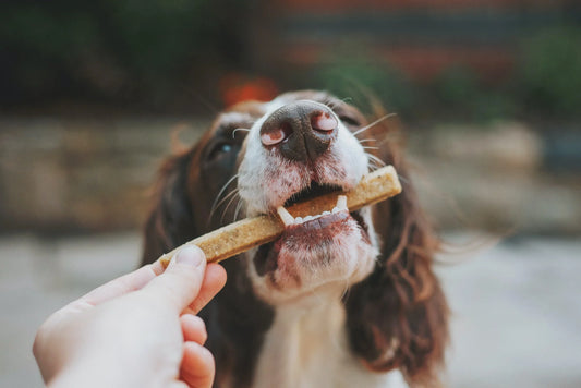 Simple Dietary Changes to Benefit Your Dog’s Health and Life