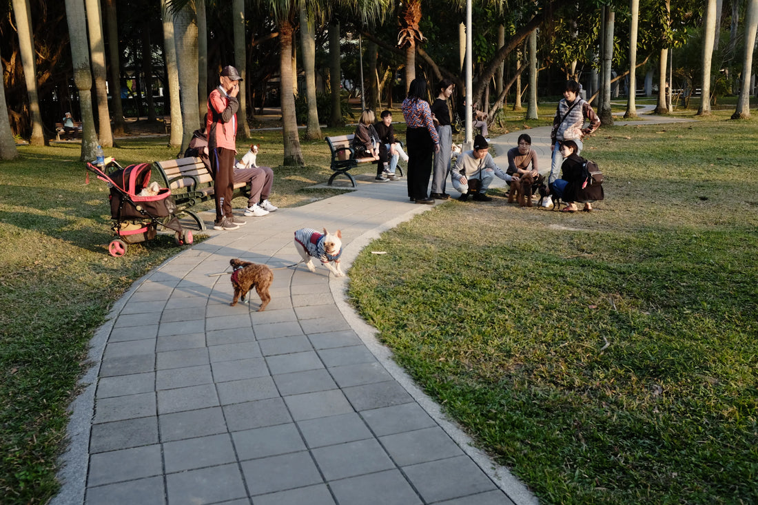 Dog Park Etiquette You Need To Stick To