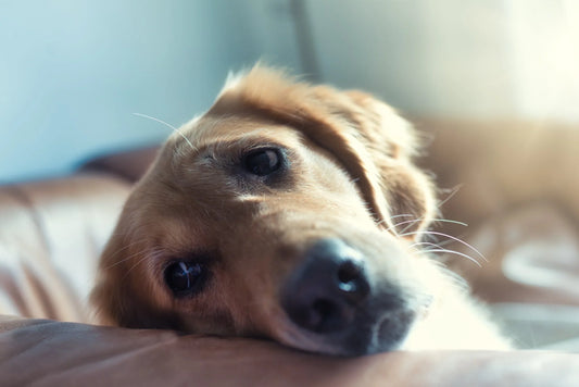 5 Warning Signs Your Dog Is Depressed And How You Can Help