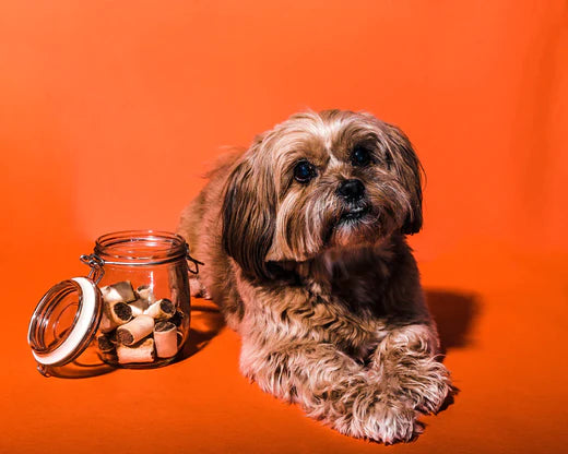 Staying Healthy: Top 5 Dog Snacks for Hip & Joint Health