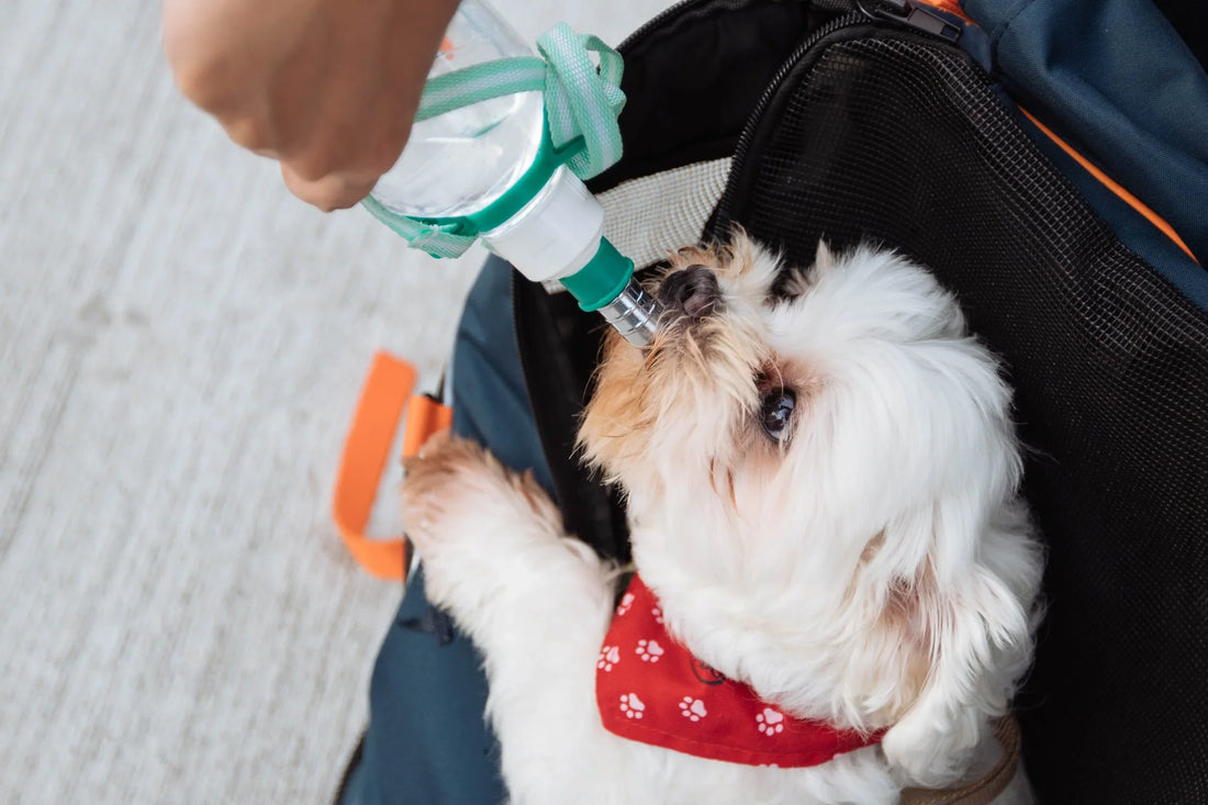 Hydration 101: How to get your dog to drink more water